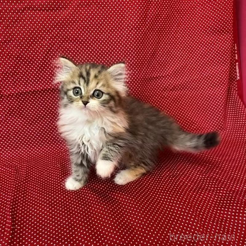 販売中の大阪府のミヌエット-131530の7枚目