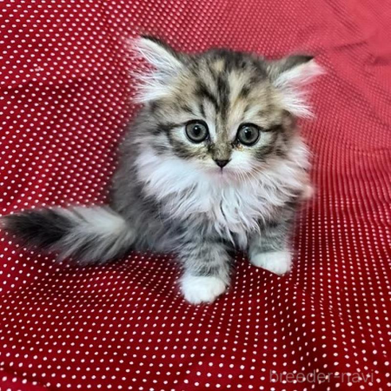 販売中の大阪府のミヌエット-131530の6枚目