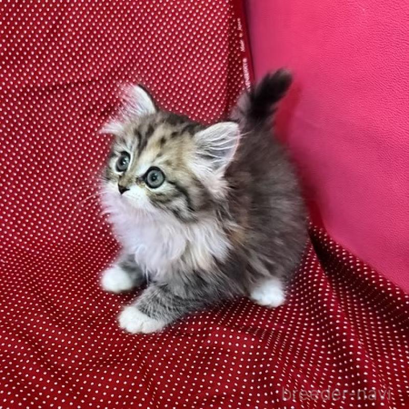 販売中の大阪府のミヌエット-131530の4枚目