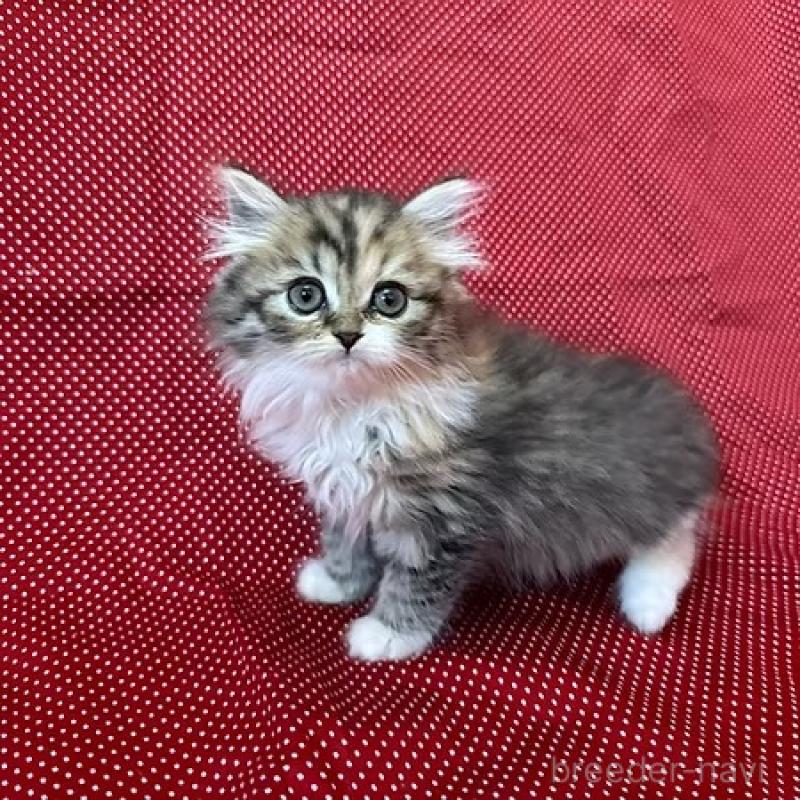 販売中の大阪府のミヌエット-131530の3枚目