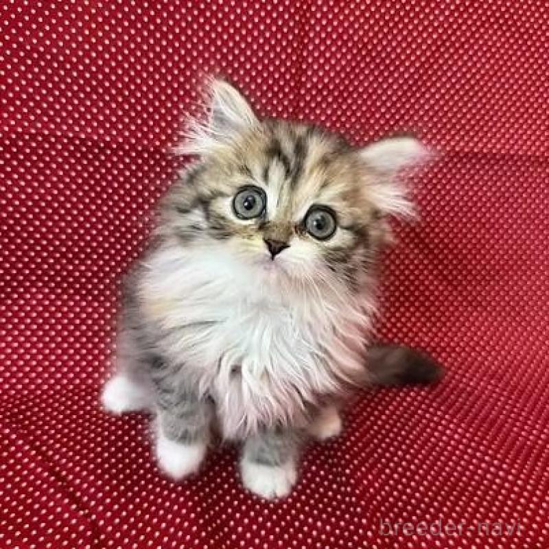 販売中の大阪府のミヌエット-131530