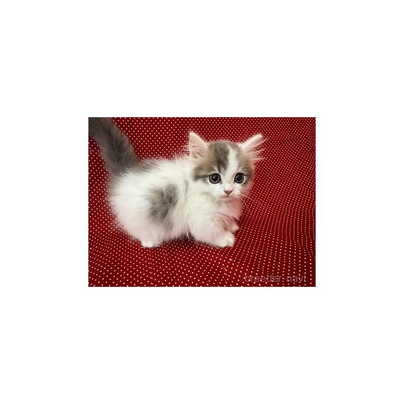 販売中の大阪府のミヌエット(短足)-131531の10枚目