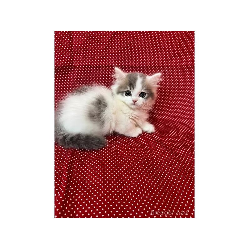 販売中の大阪府のミヌエット(短足)-131531の9枚目