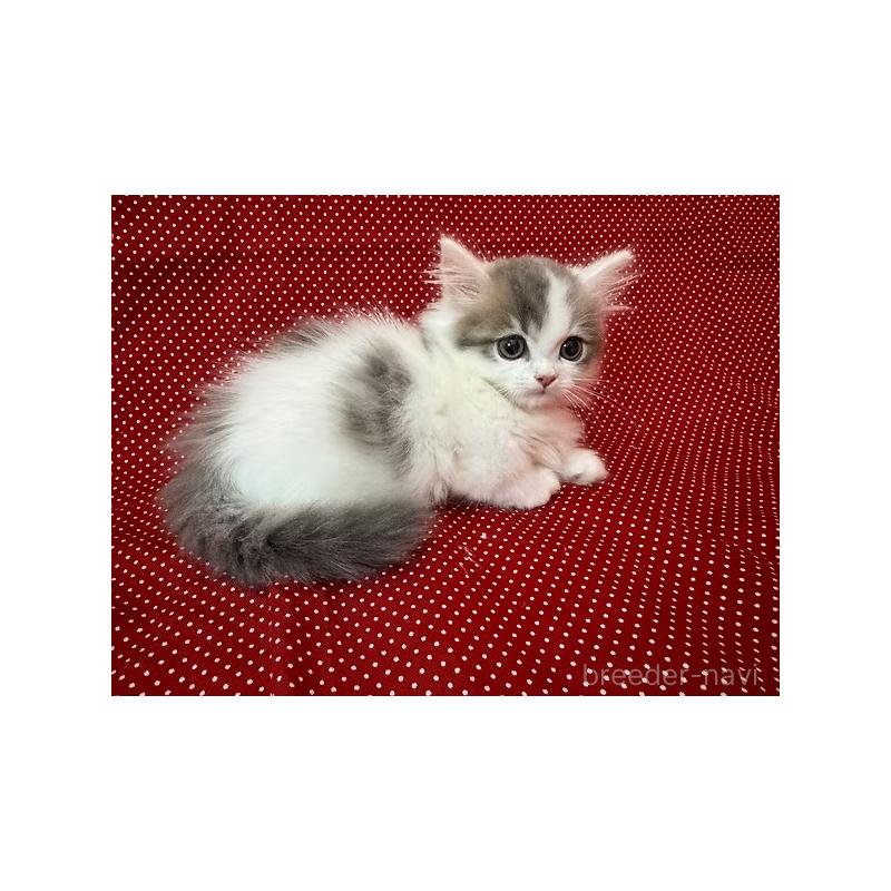 販売中の大阪府のミヌエット(短足)-131531の8枚目