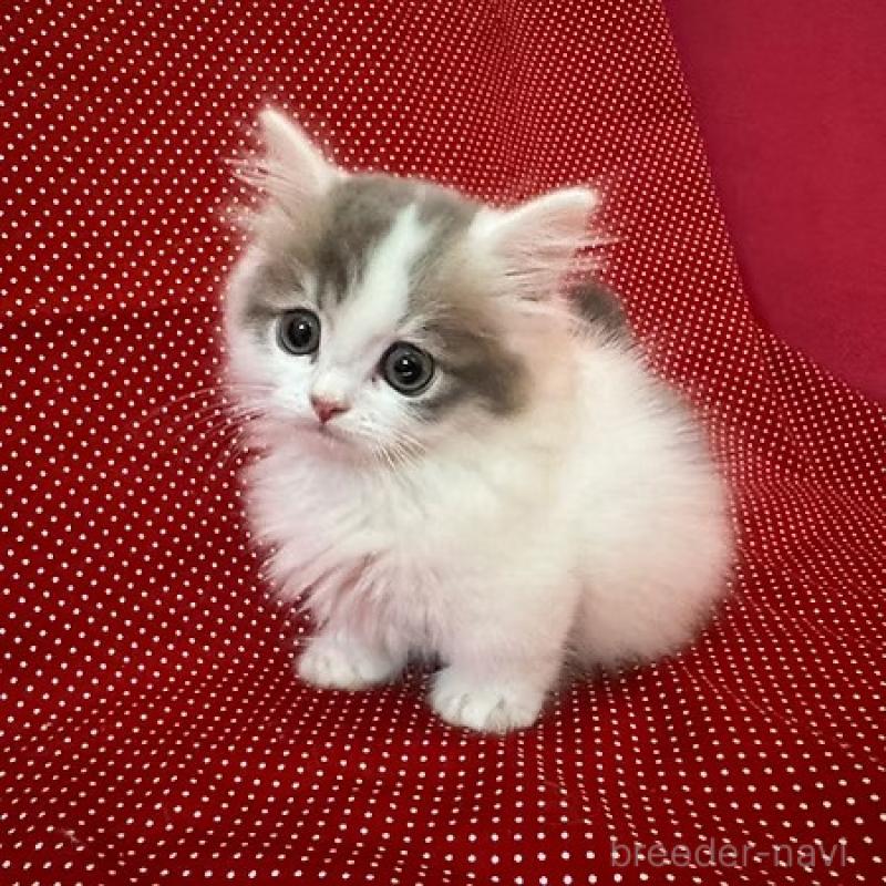 販売中の大阪府のミヌエット(短足)-131531の7枚目