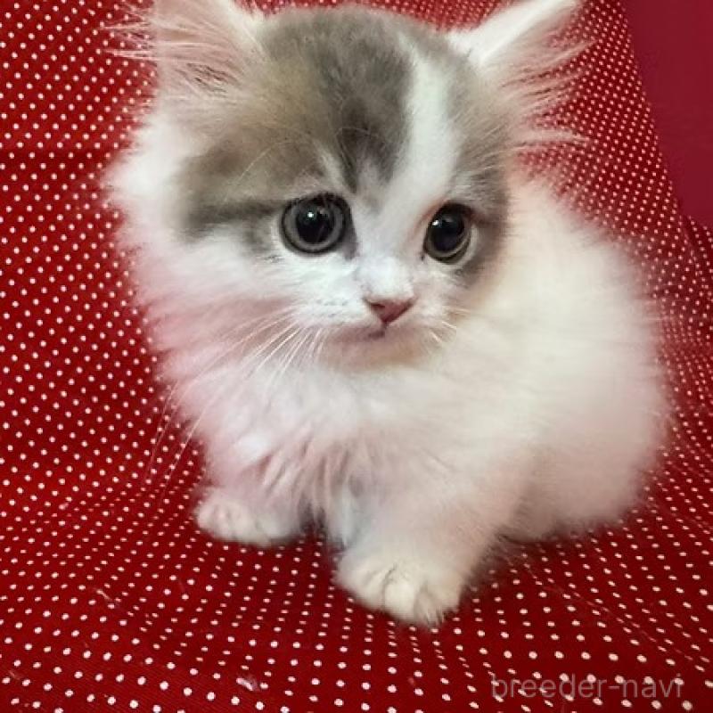 販売中の大阪府のミヌエット(短足)-131531の6枚目