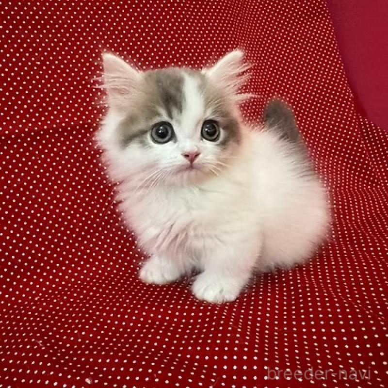 販売中の大阪府のミヌエット(短足)-131531