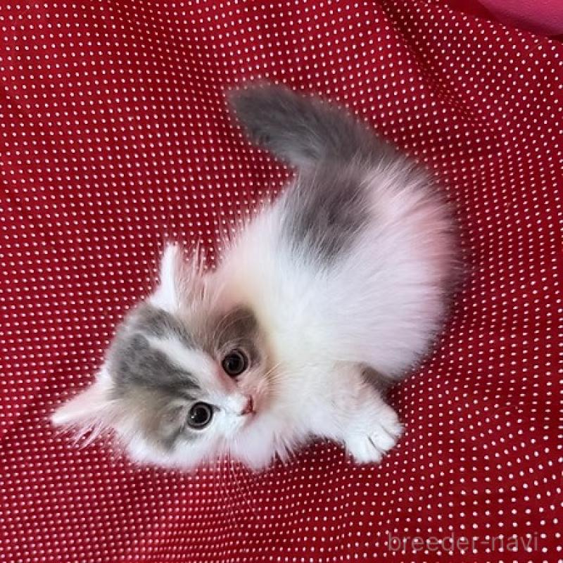 販売中の大阪府のミヌエット(短足)-131531の5枚目