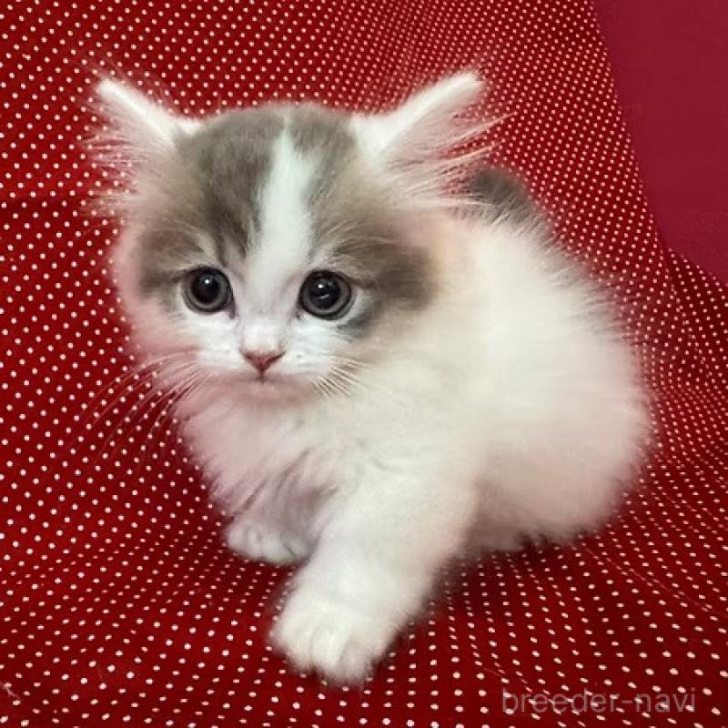 販売中の大阪府のミヌエット(短足)-131531の4枚目