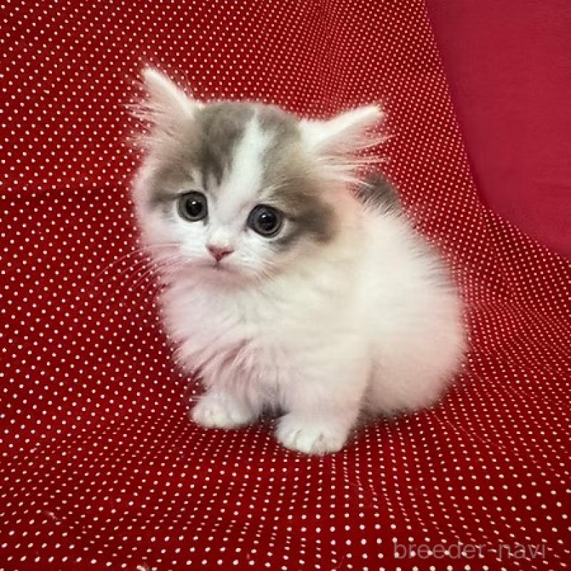 販売中の大阪府のミヌエット(短足)-131531の3枚目