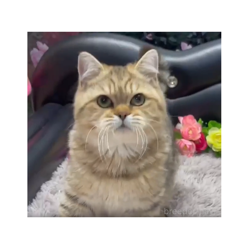 販売中の神奈川県のブリティッシュショートヘア-131532の2枚目