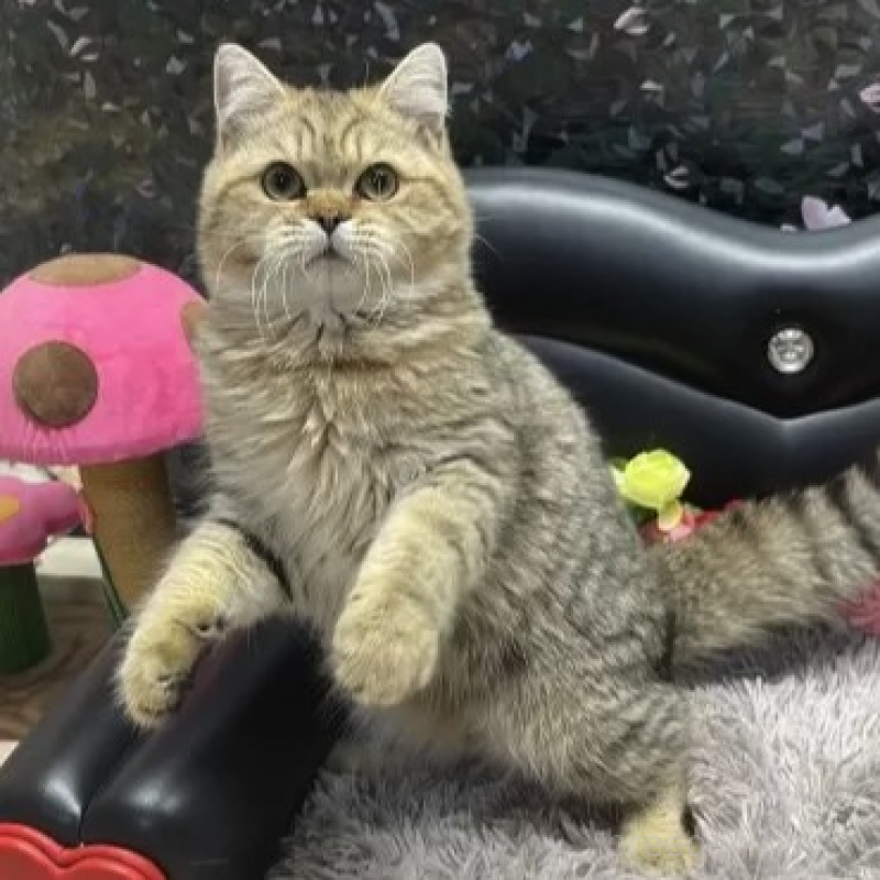 販売中の神奈川県のブリティッシュショートヘア-131532の1枚目