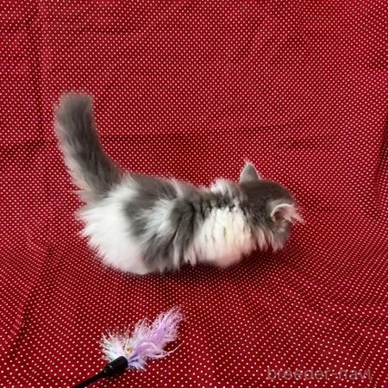 販売中の大阪府のミヌエット(短足)-131533の10枚目