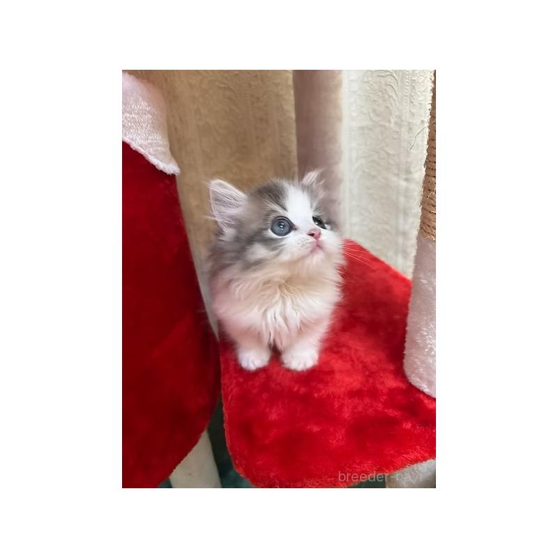 販売中の大阪府のミヌエット(短足)-131533の9枚目