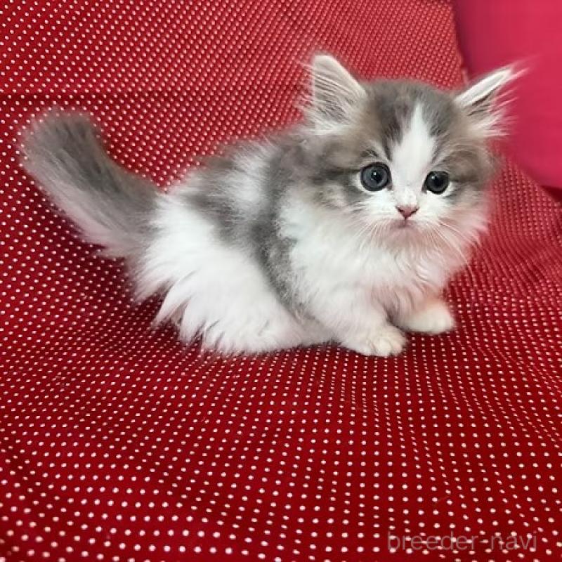 販売中の大阪府のミヌエット(短足)-131533の8枚目