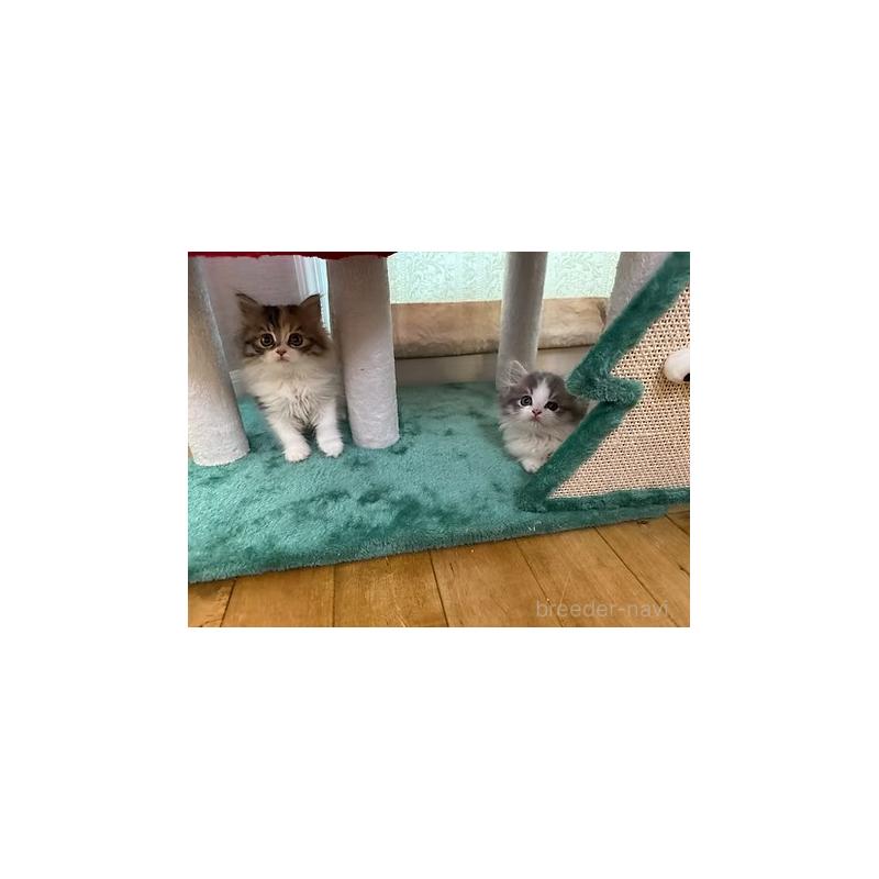 販売中の大阪府のミヌエット(短足)-131533の7枚目