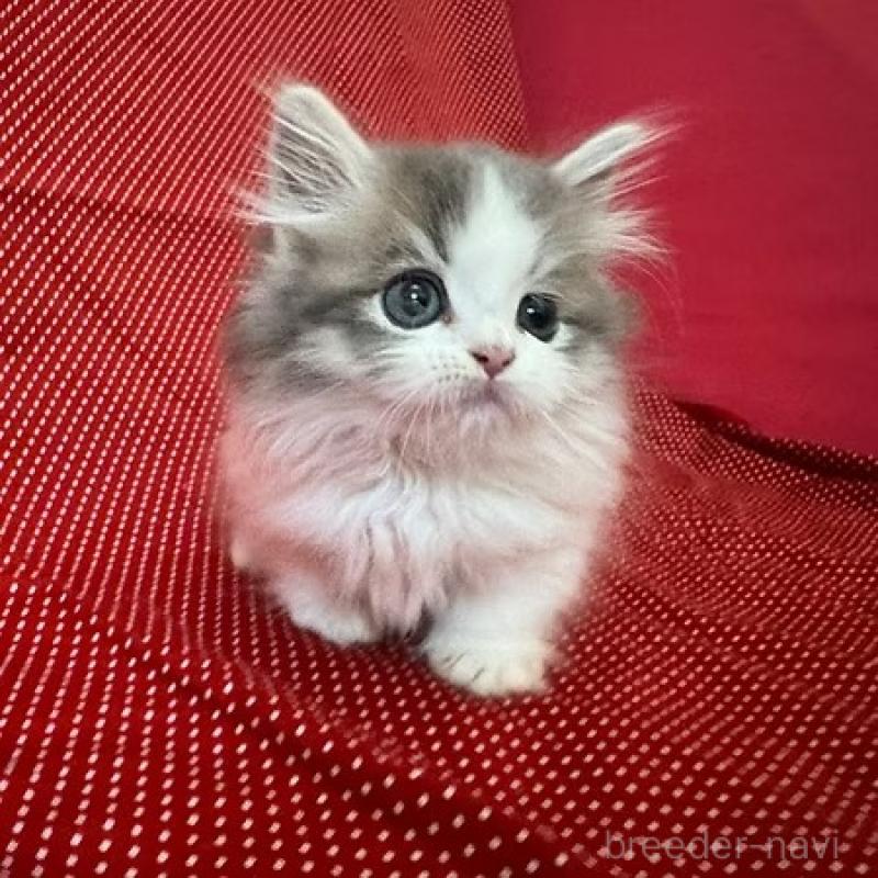 販売中の大阪府のミヌエット(短足)-131533