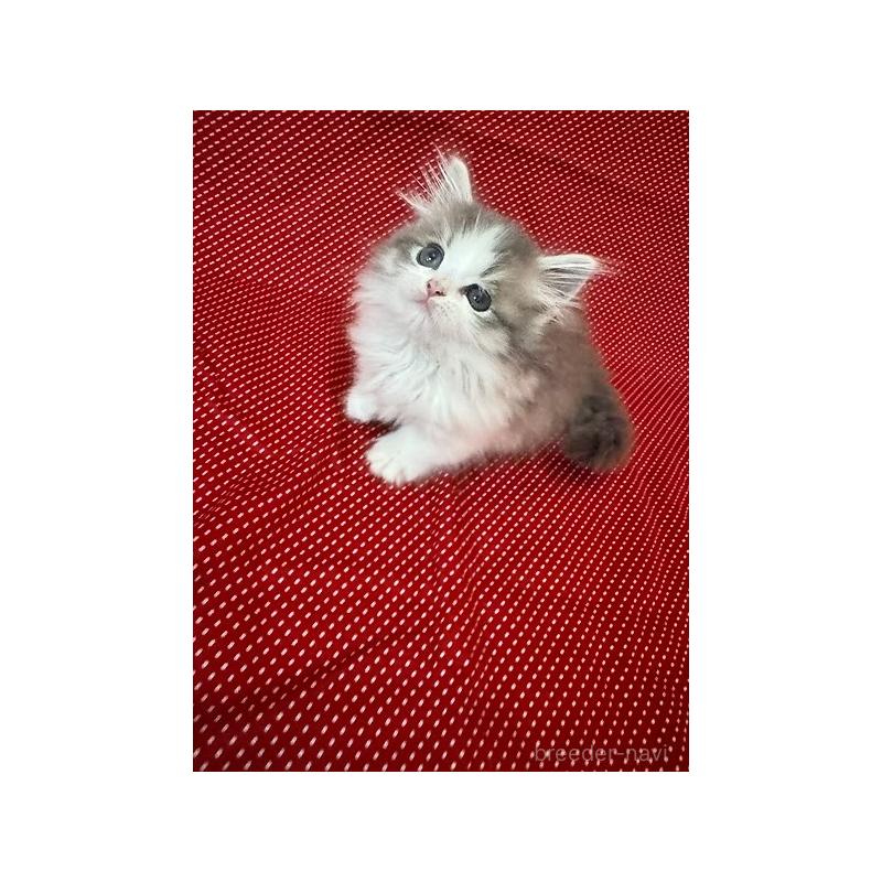 販売中の大阪府のミヌエット(短足)-131533の6枚目