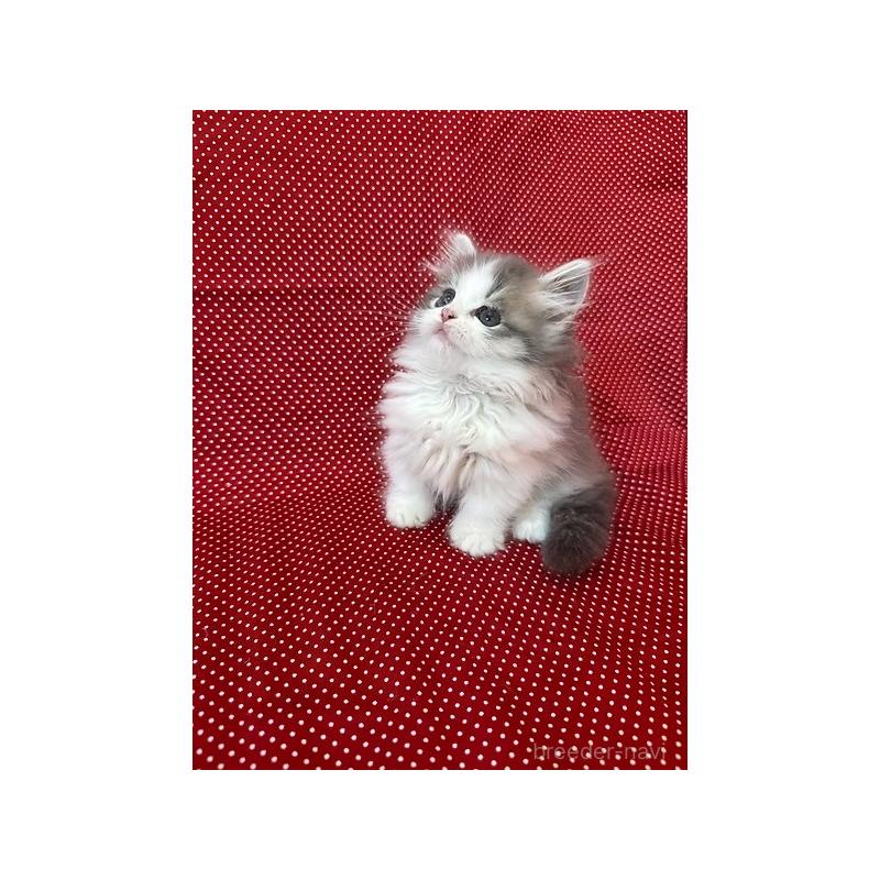 販売中の大阪府のミヌエット(短足)-131533の5枚目