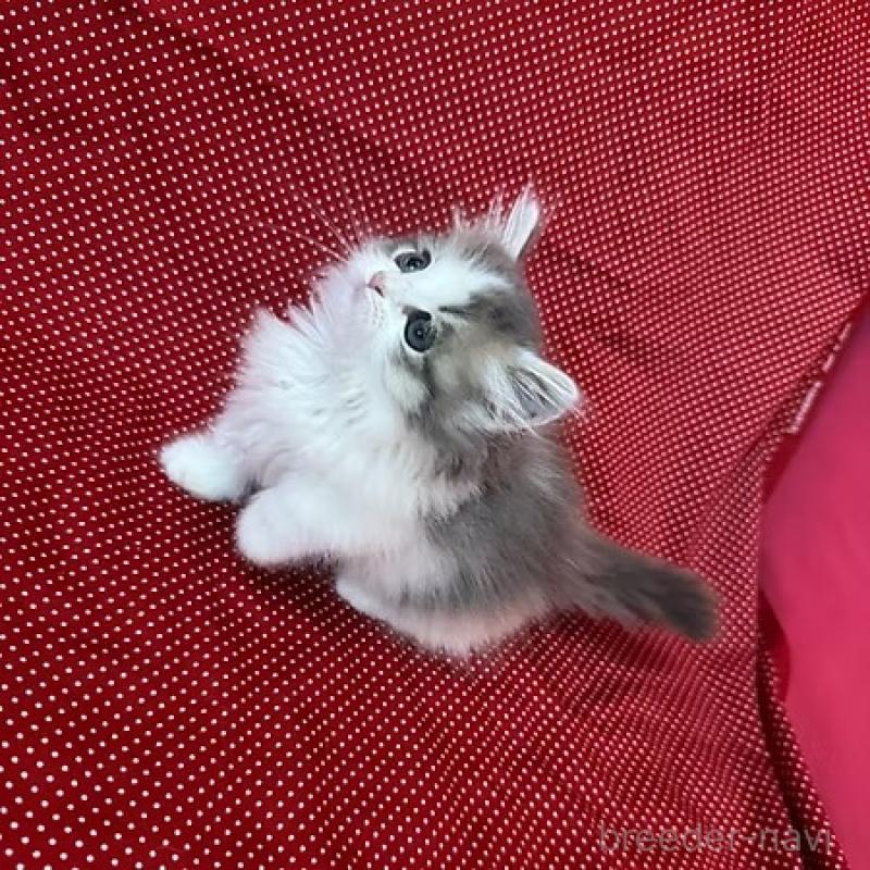 販売中の大阪府のミヌエット(短足)-131533の4枚目