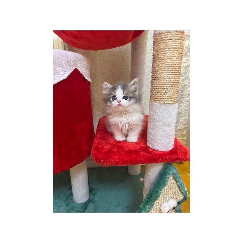 販売中の大阪府のミヌエット(短足)-131533の2枚目