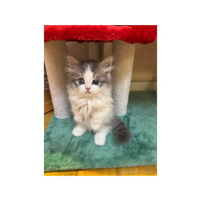 販売中の大阪府のミヌエット(短足)-131533の3枚目