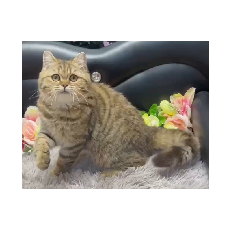 販売中の神奈川県のブリティッシュショートヘア-131534の4枚目