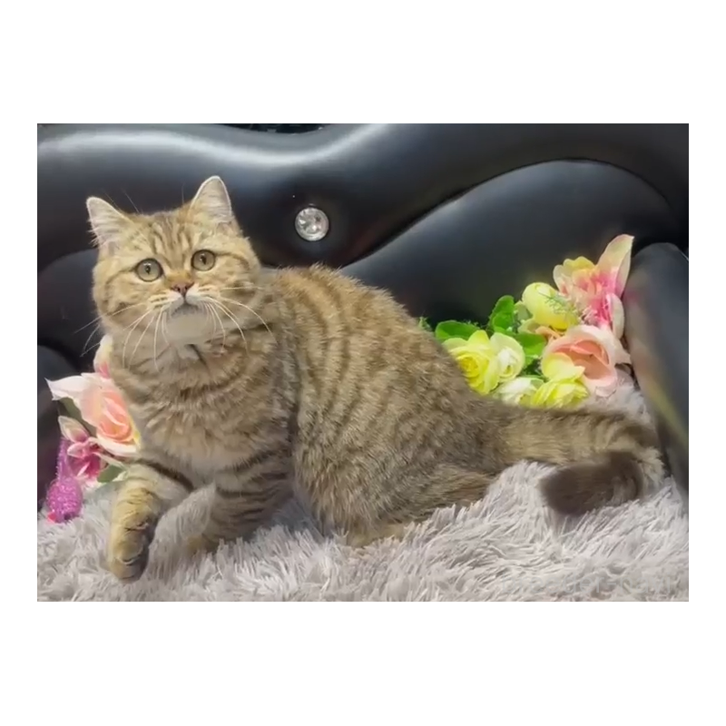 販売中の神奈川県のブリティッシュショートヘア-131534の3枚目