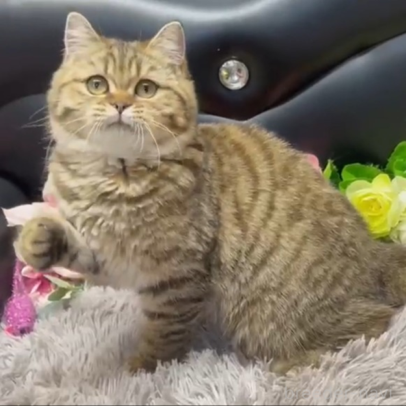 販売中の神奈川県のブリティッシュショートヘア-131534