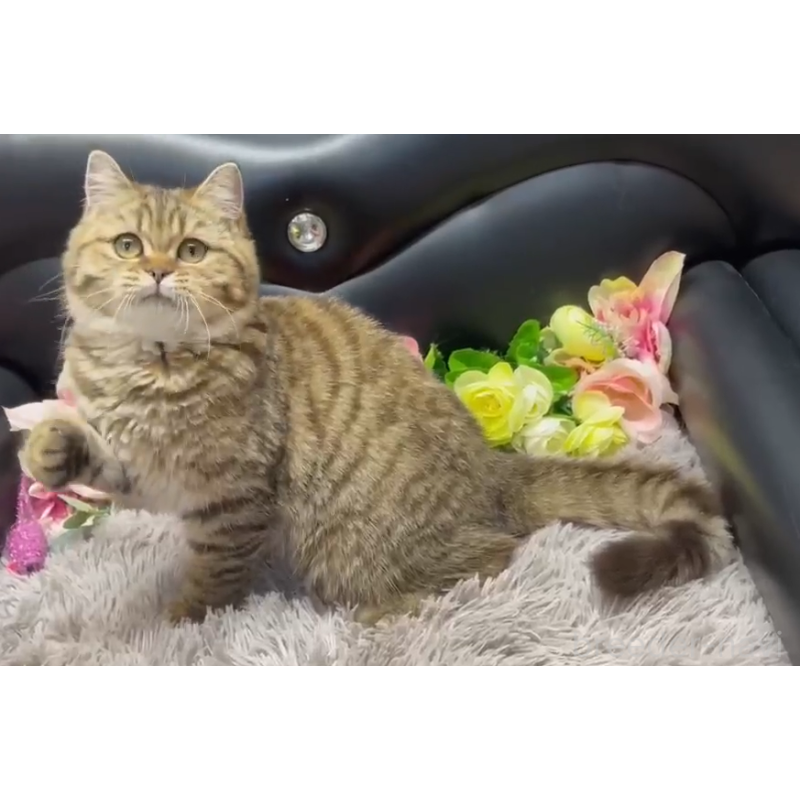 販売中の神奈川県のブリティッシュショートヘア-131534の2枚目