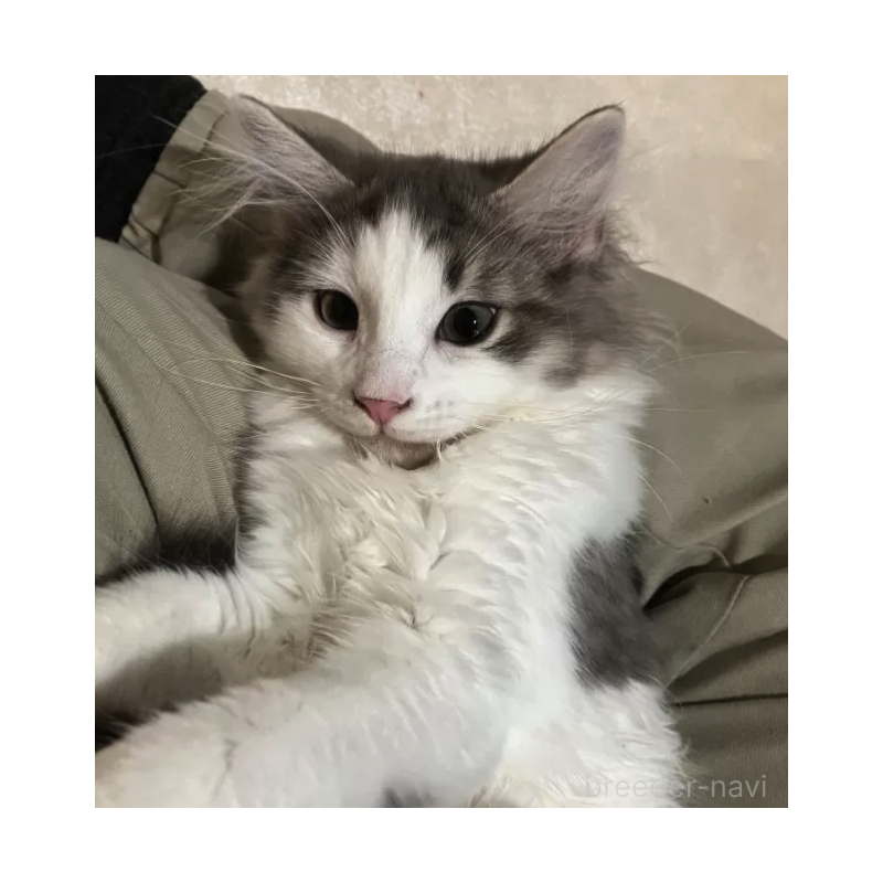販売中の岐阜県のノルウェージャンフォレストキャット-131536の2枚目