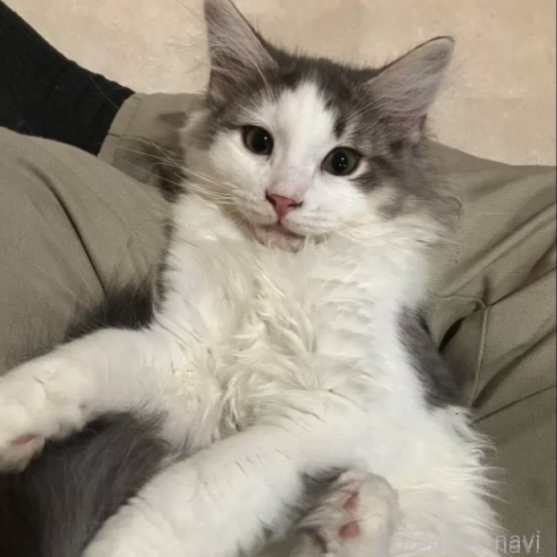 販売中の岐阜県のノルウェージャンフォレストキャット-131536の1枚目
