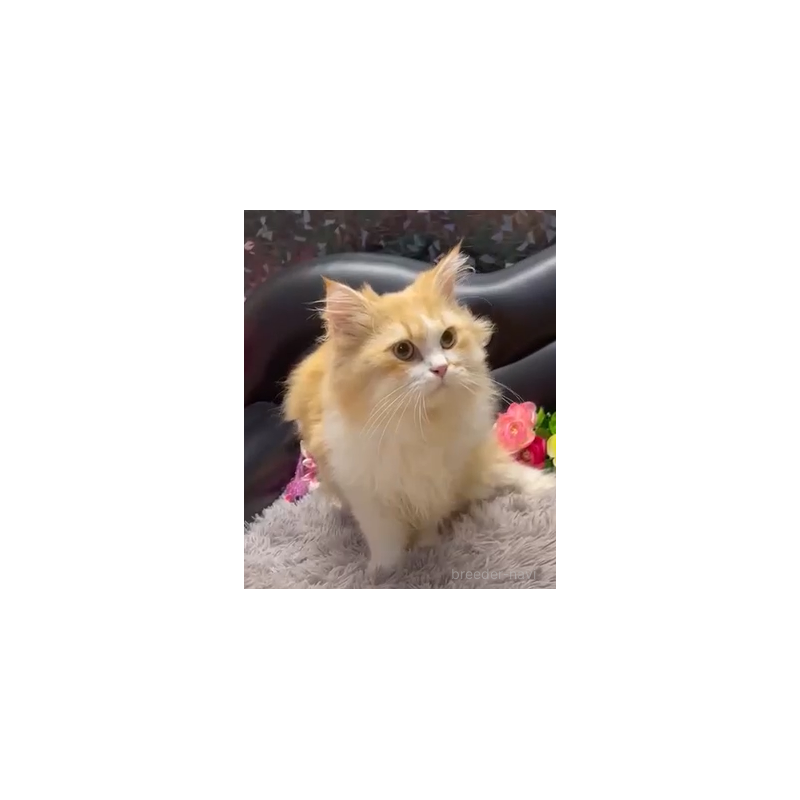 販売中の神奈川県のミヌエット-131535の2枚目