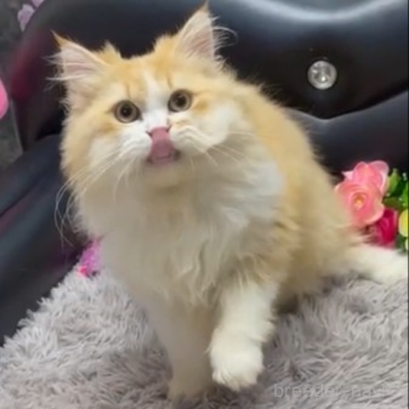 販売中の神奈川県のミヌエット-131535