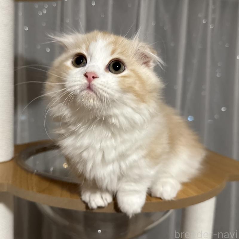 販売中の千葉県のマンチカン(短足)-128539の1枚目