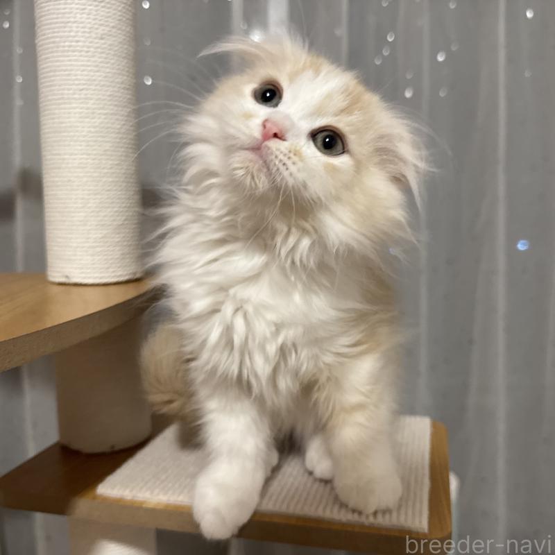 販売中の千葉県のマンチカン-128541の1枚目