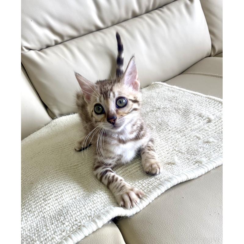 成約済の静岡県のベンガル-127402の30枚目