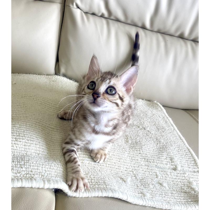 成約済の静岡県のベンガル-127402の29枚目