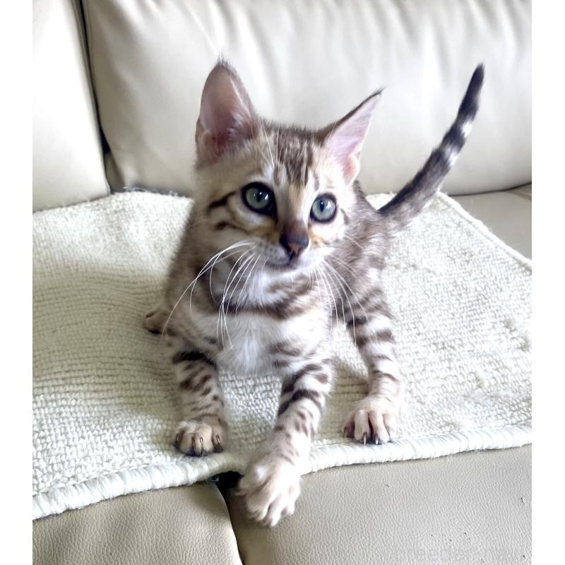 販売中の静岡県のベンガル-127402