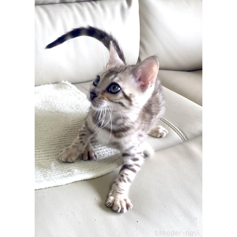 成約済の静岡県のベンガル-127402の27枚目