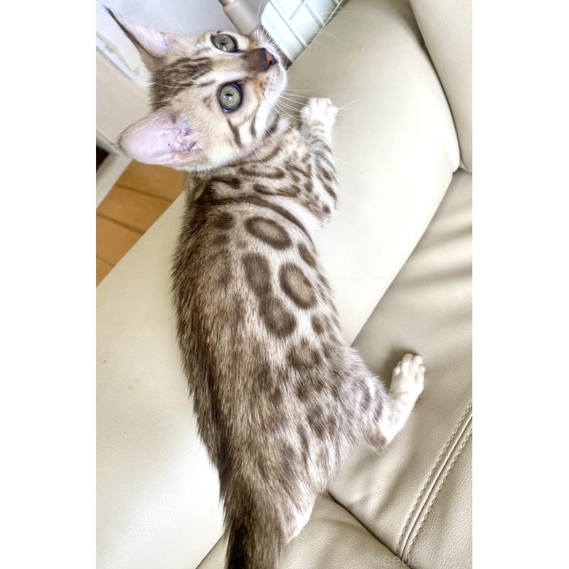 成約済の静岡県のベンガル-127402の26枚目