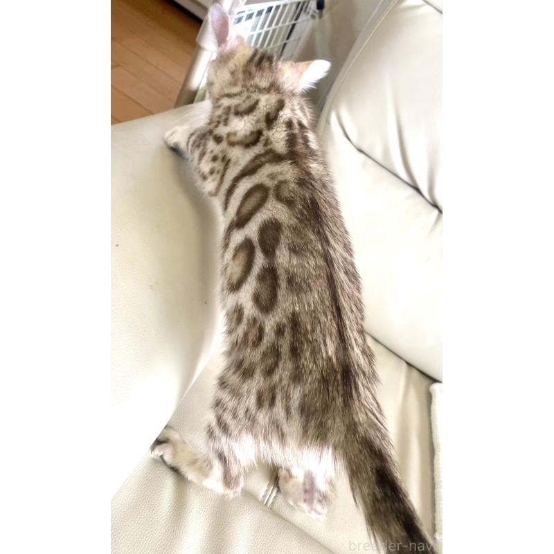 成約済の静岡県のベンガル-127402の25枚目