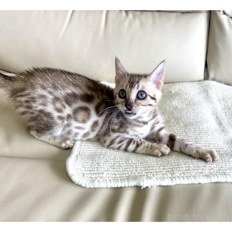 成約済の静岡県のベンガル-127402の24枚目