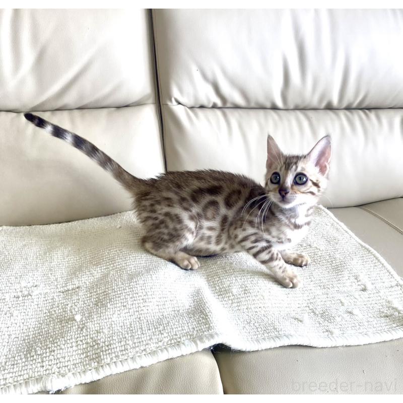 成約済の静岡県のベンガル-127402の23枚目