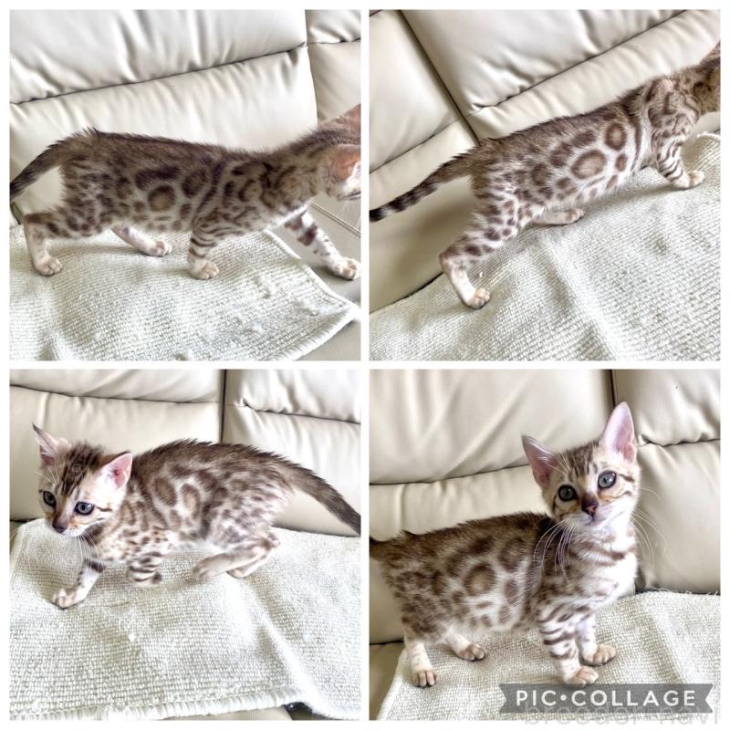 成約済の静岡県のベンガル-127402の22枚目