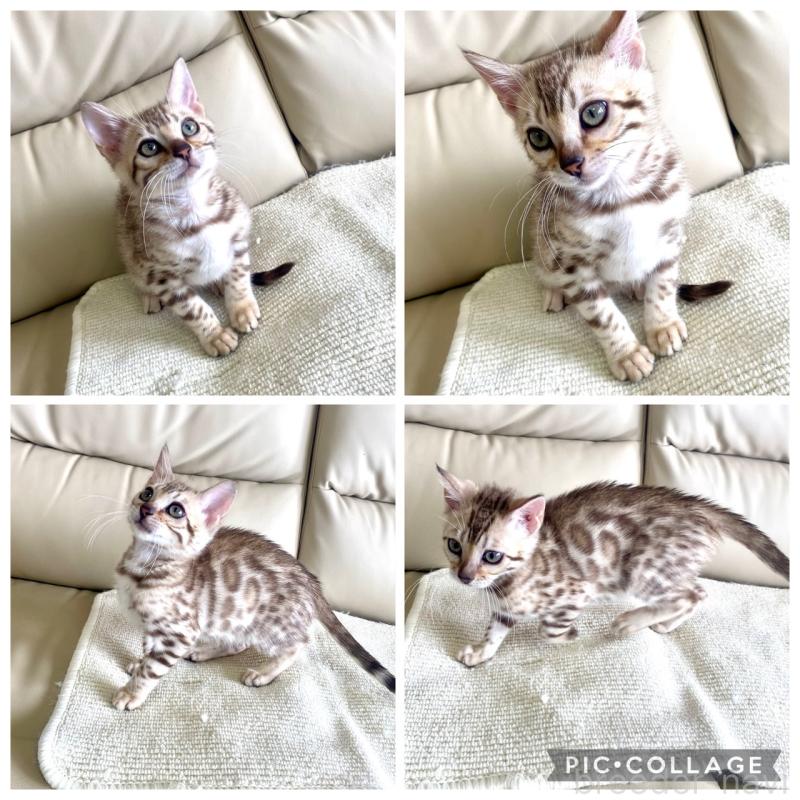 成約済の静岡県のベンガル-127402の21枚目