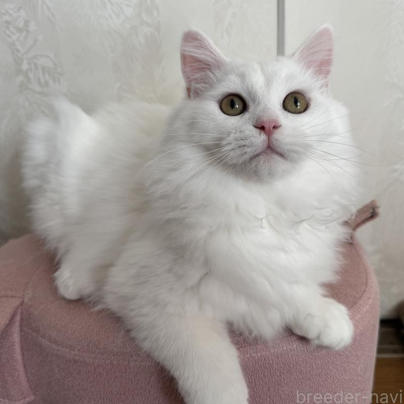 成約済の千葉県のミヌエット-122775