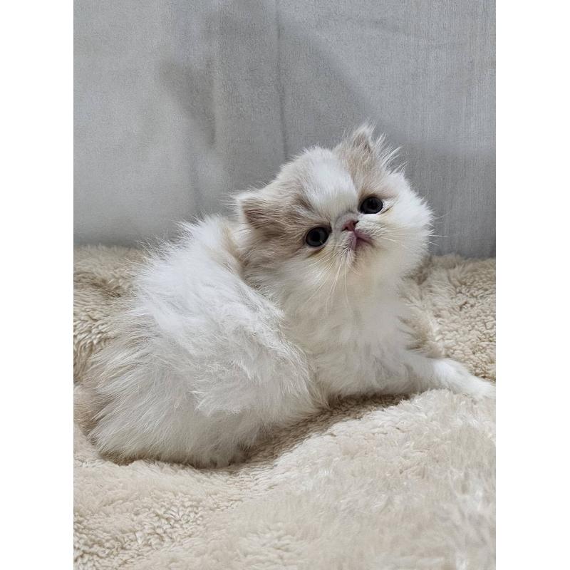 販売中の大阪府のエキゾチックショートヘア-131538の5枚目