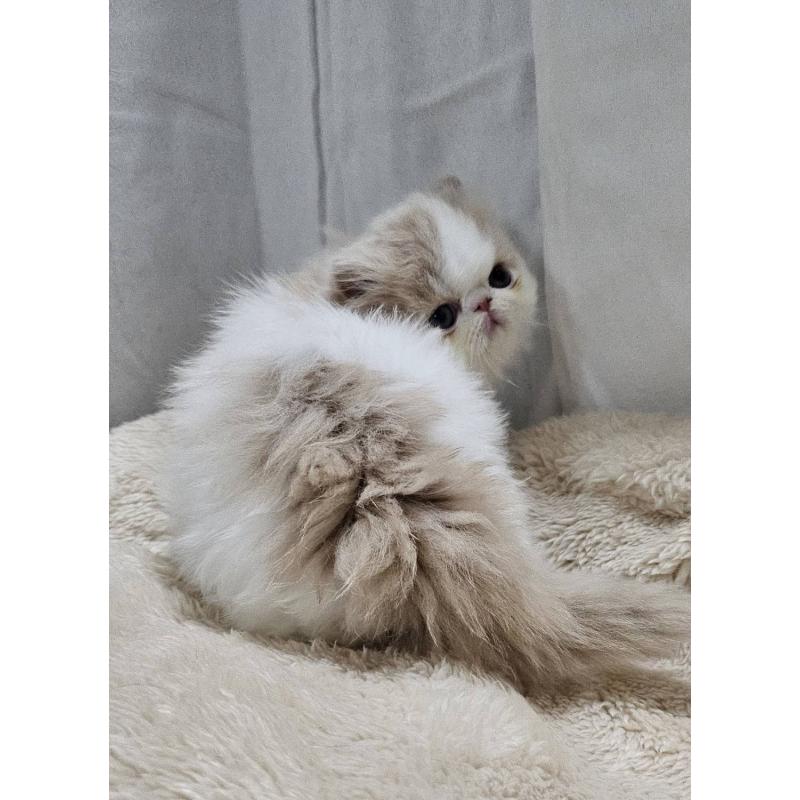 販売中の大阪府のエキゾチックショートヘア-131538の4枚目