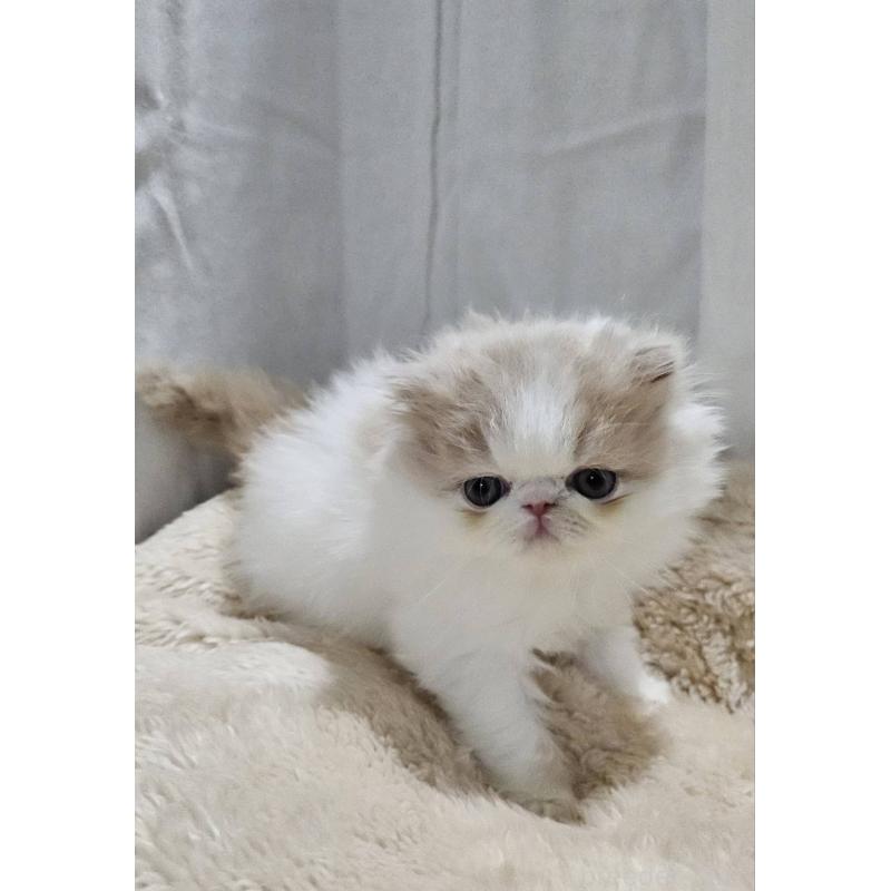 販売中の大阪府のエキゾチックショートヘア-131538の3枚目